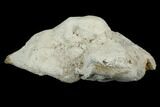 4.5" Polished, Agatized Fossil Coral - Florida - #188007-1